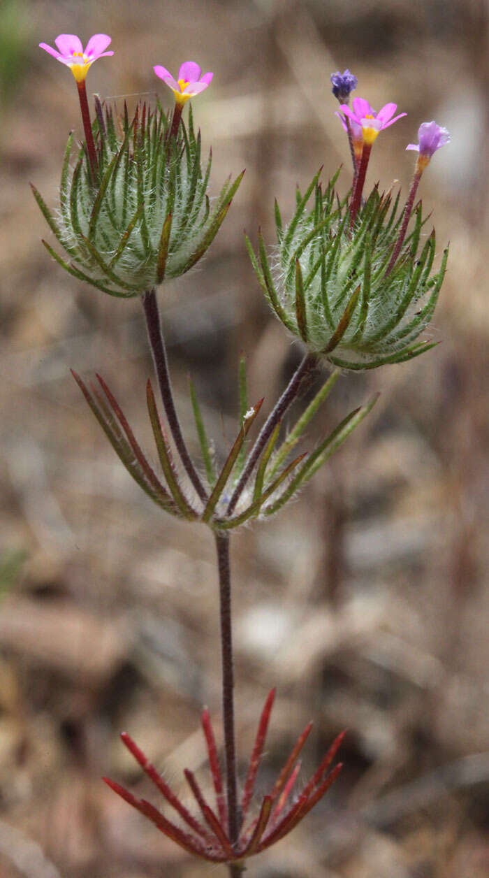 Image of whiskerbrush