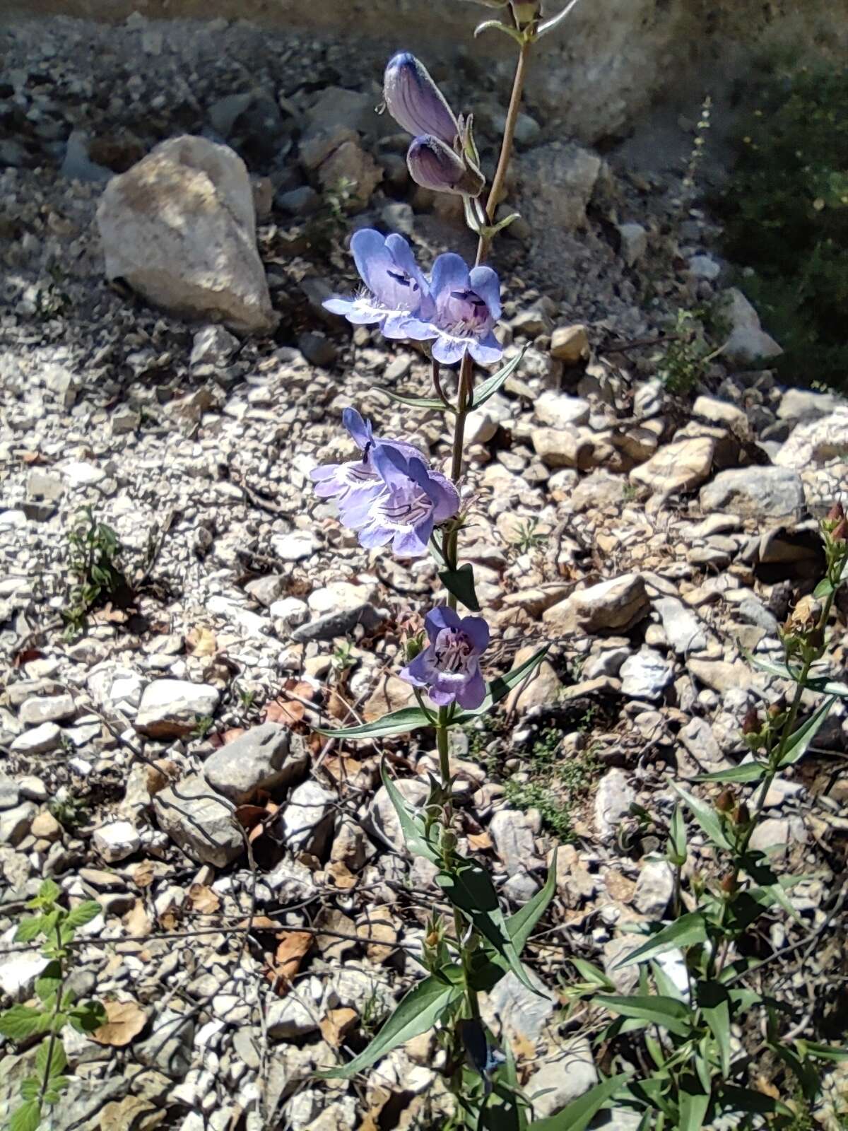 Penstemon leonensis Straw的圖片