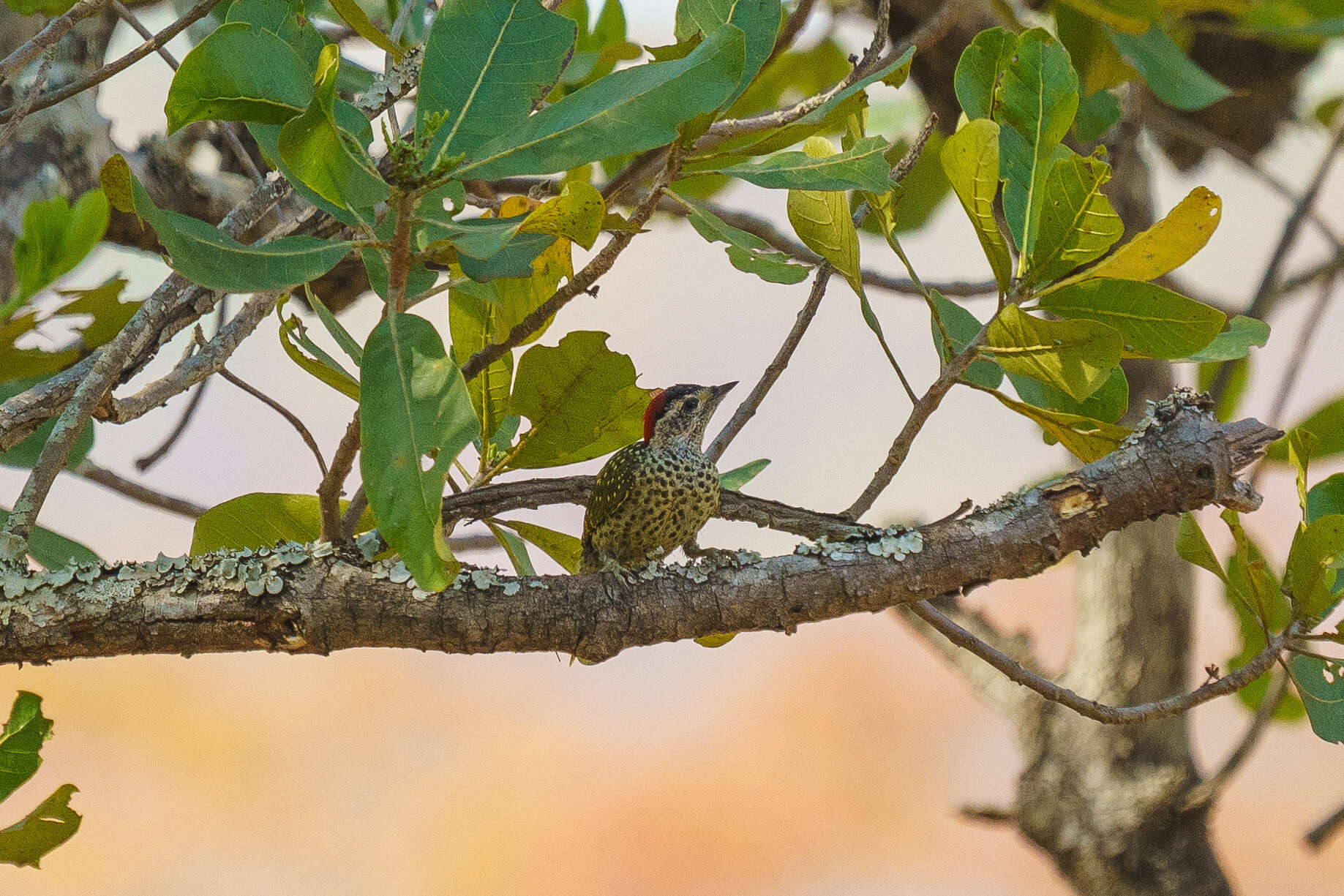 Image of Green-backed Woodpecker