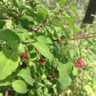 Image of Fuchsia thymifolia Kunth