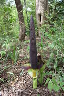 Image of Amorphophallus johnsonii N. E. Br.