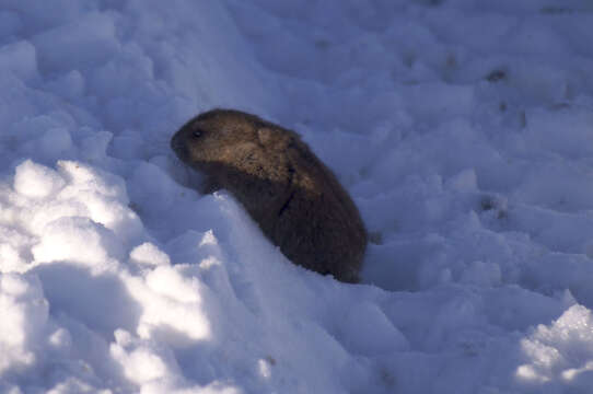 Image of BROWN LEMMING