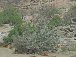 Image of Oak.leaved commiphora
