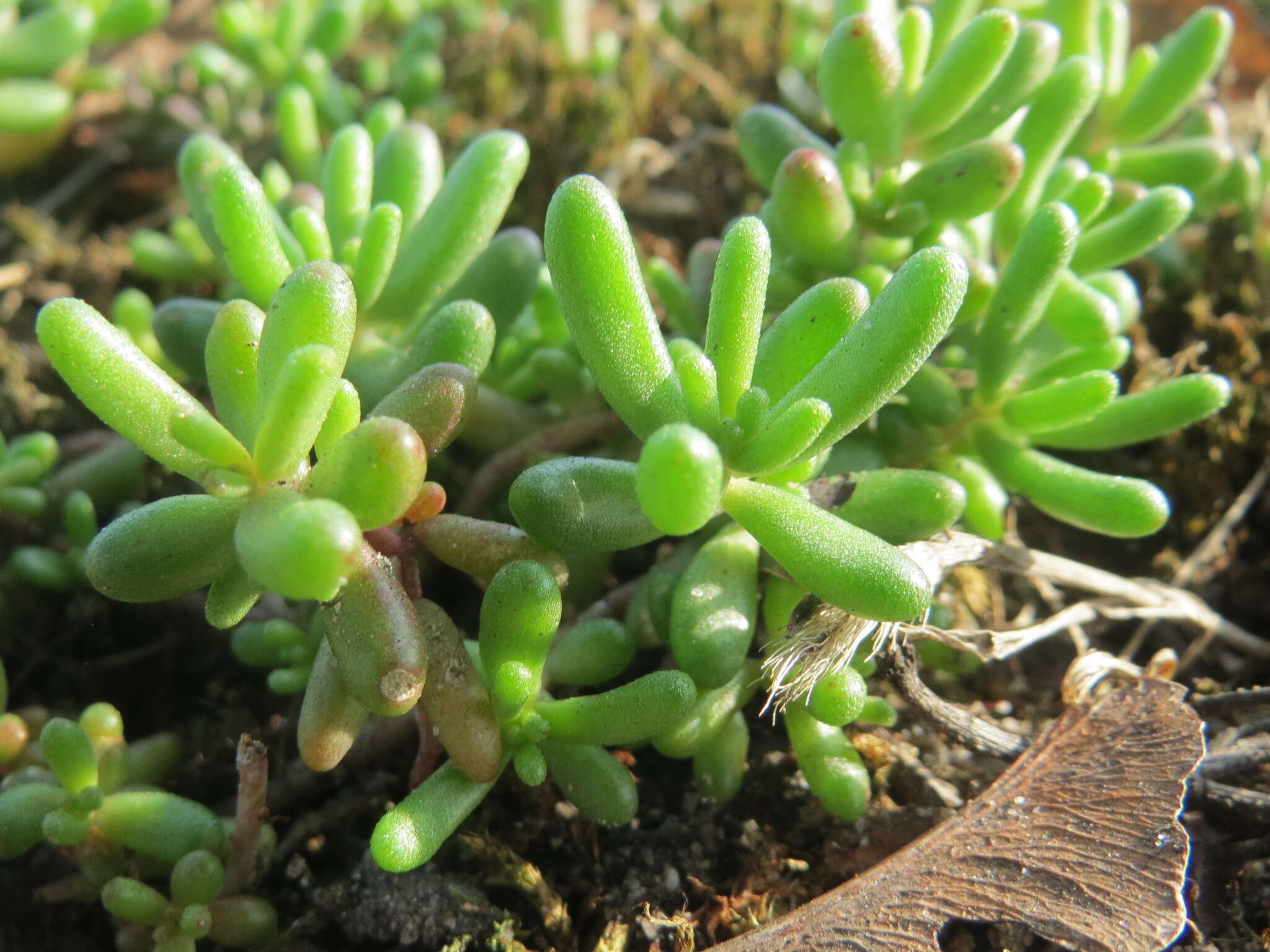 Image of White Stonecrop