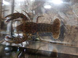 Image of Blackbarred Crayfish