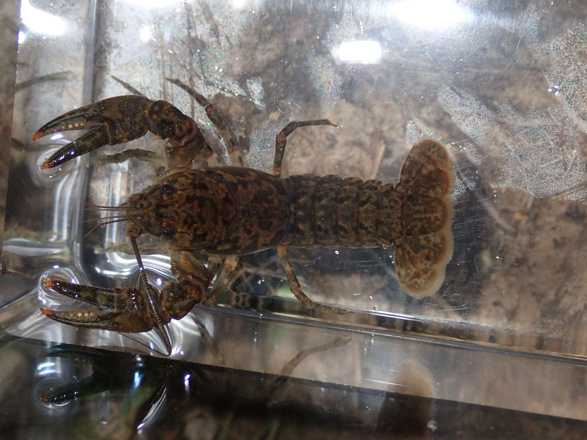 Image of Blackbarred Crayfish