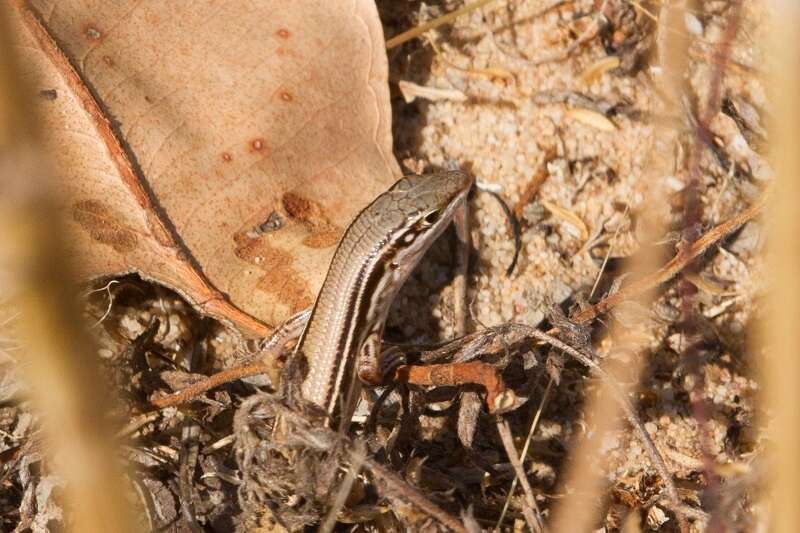 Image of Lowlands Plain-backed Ctenotus