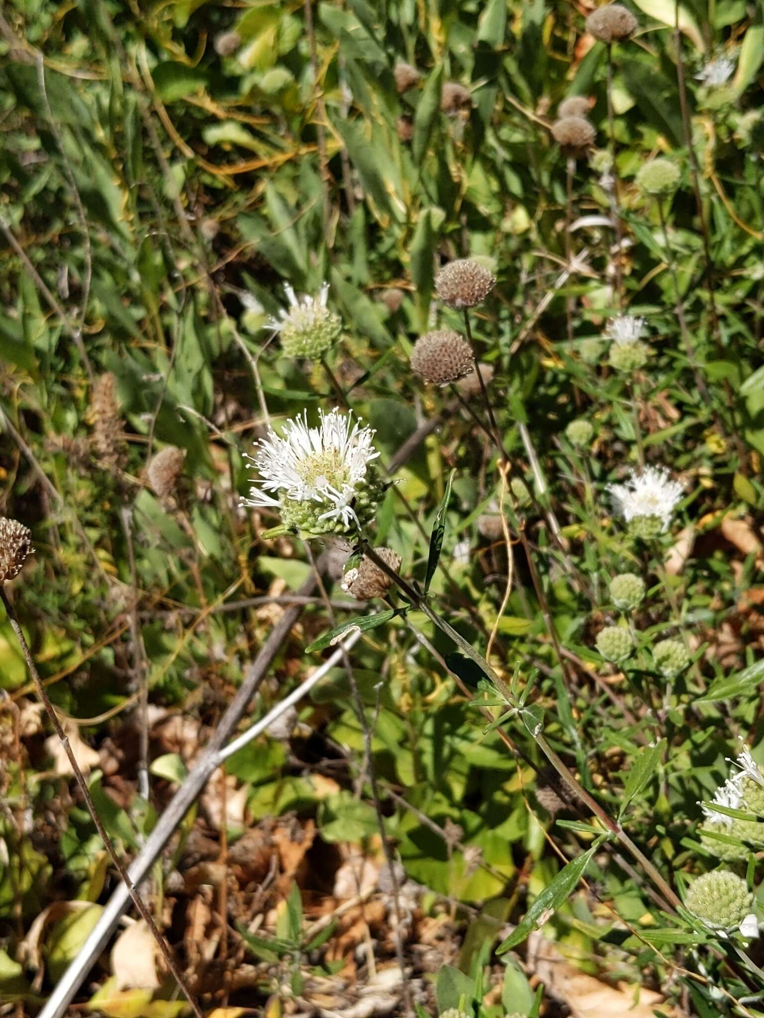 صورة Monardella hypoleuca subsp. intermedia A. C. Sanders & Elvin