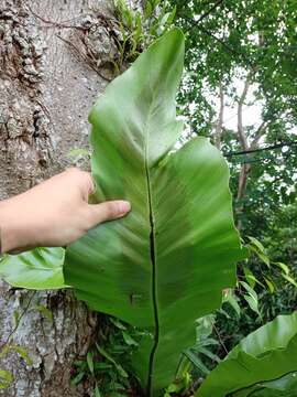 Image of Asplenium musifolium Mett.