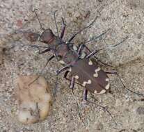 Image of Northern dune tiger beetle