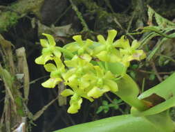 Image of Epidendrum hardingiae J. S. Moreno, Hágsater & L. Sánchez