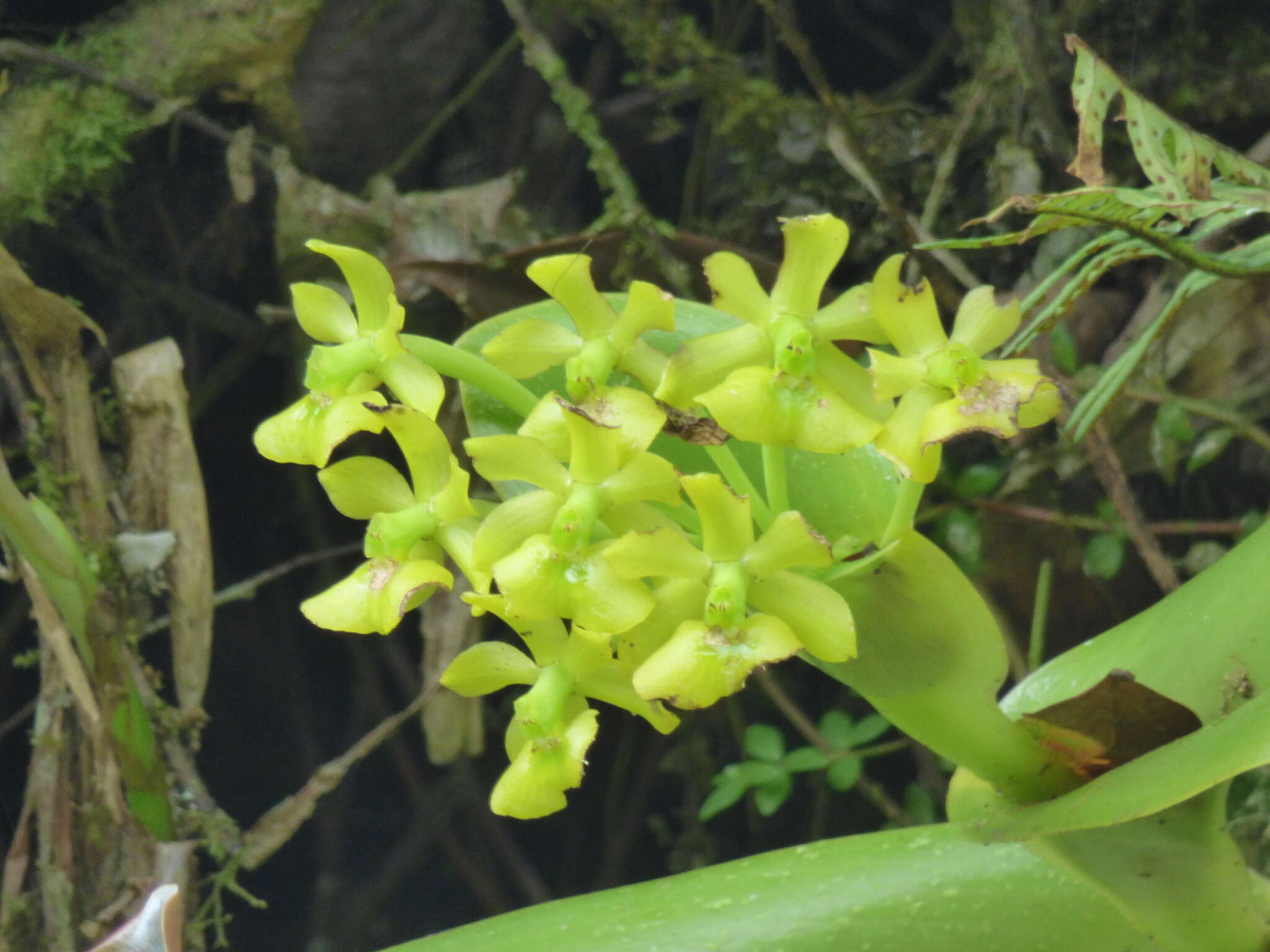 Image of Epidendrum hardingiae J. S. Moreno, Hágsater & L. Sánchez