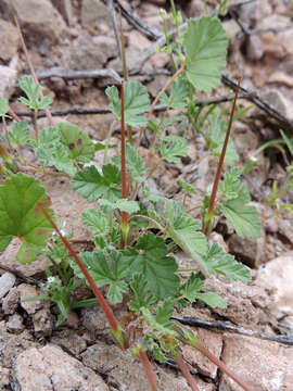 Image of Texas stork's bill