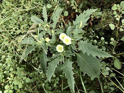 Plancia ëd Physalis acutifolia (Miers) Sandwith