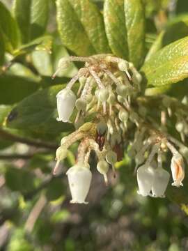 Image of Gaultheria insana (Molina) D. J. Middleton