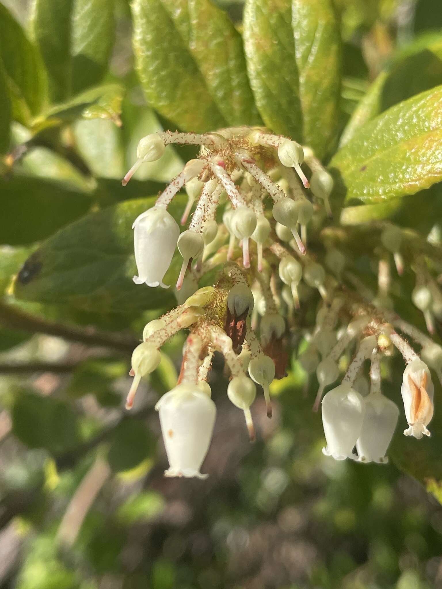 Image de Gaultheria insana (Molina) D. J. Middleton