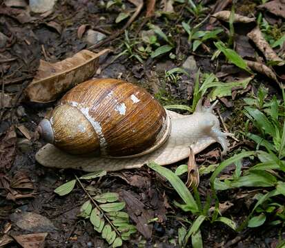 صورة Megalobulimus dryades Fontenelle, Simone & Cavallari 2021