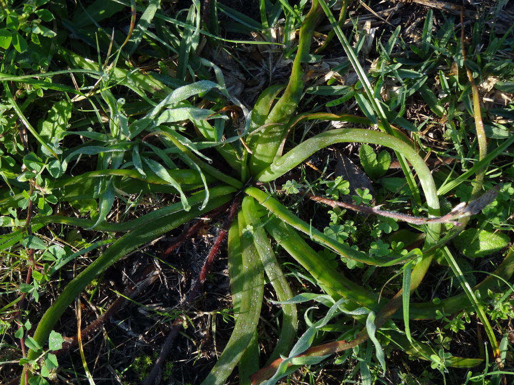 Image of Trachyandra ciliata (L. fil.) Kunth