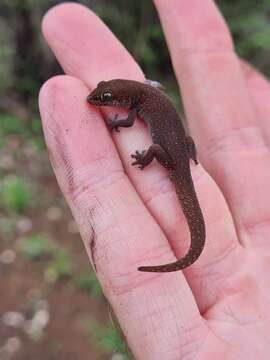 Image of Pachydactylus punctatus Peters 1854