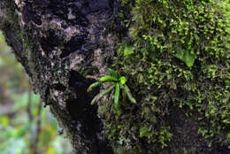 Слика од Scleroglossum sulcatum (Mett. ex Kuhn) Alderw.