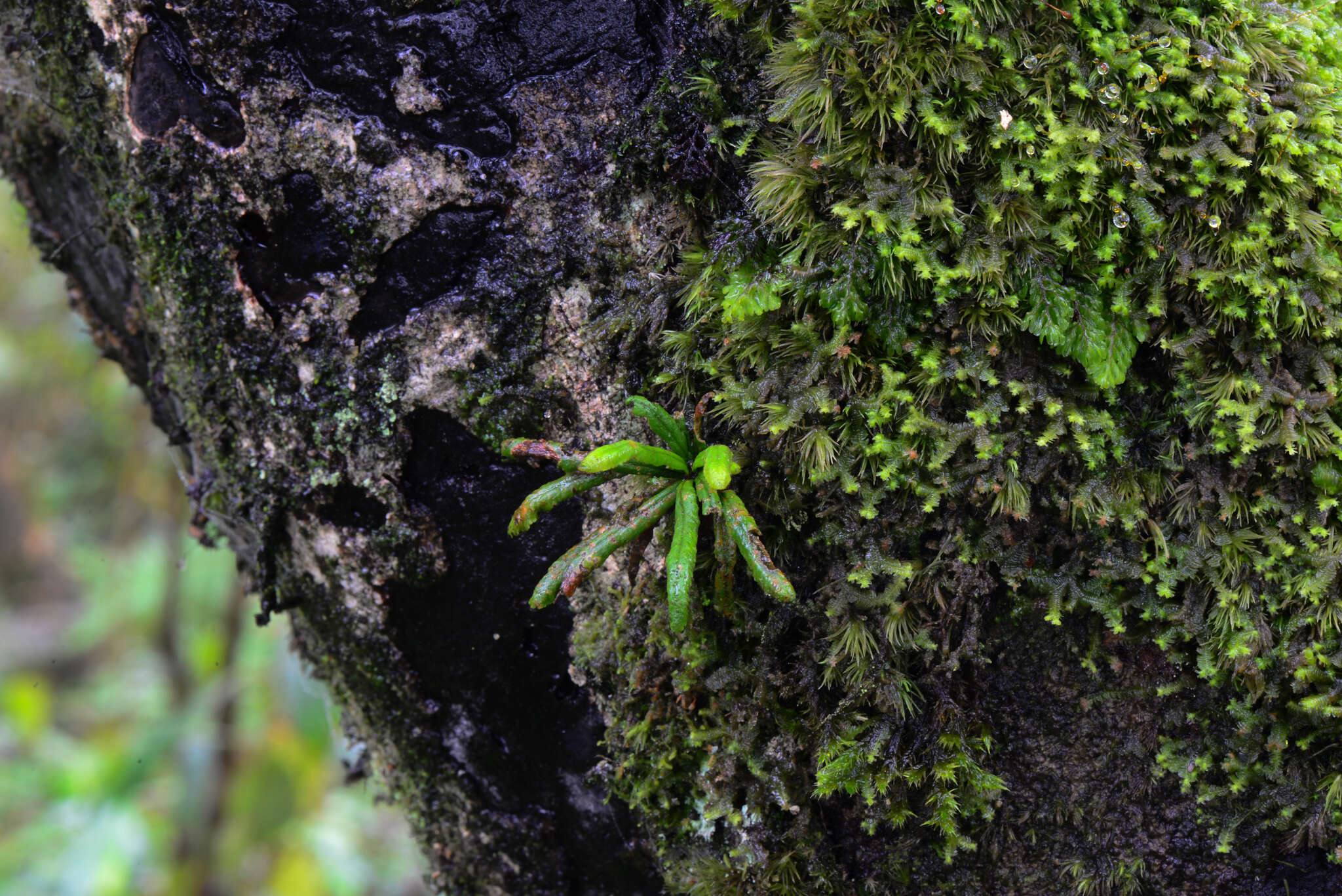 Scleroglossum sulcatum (Mett. ex Kuhn) Alderw.的圖片