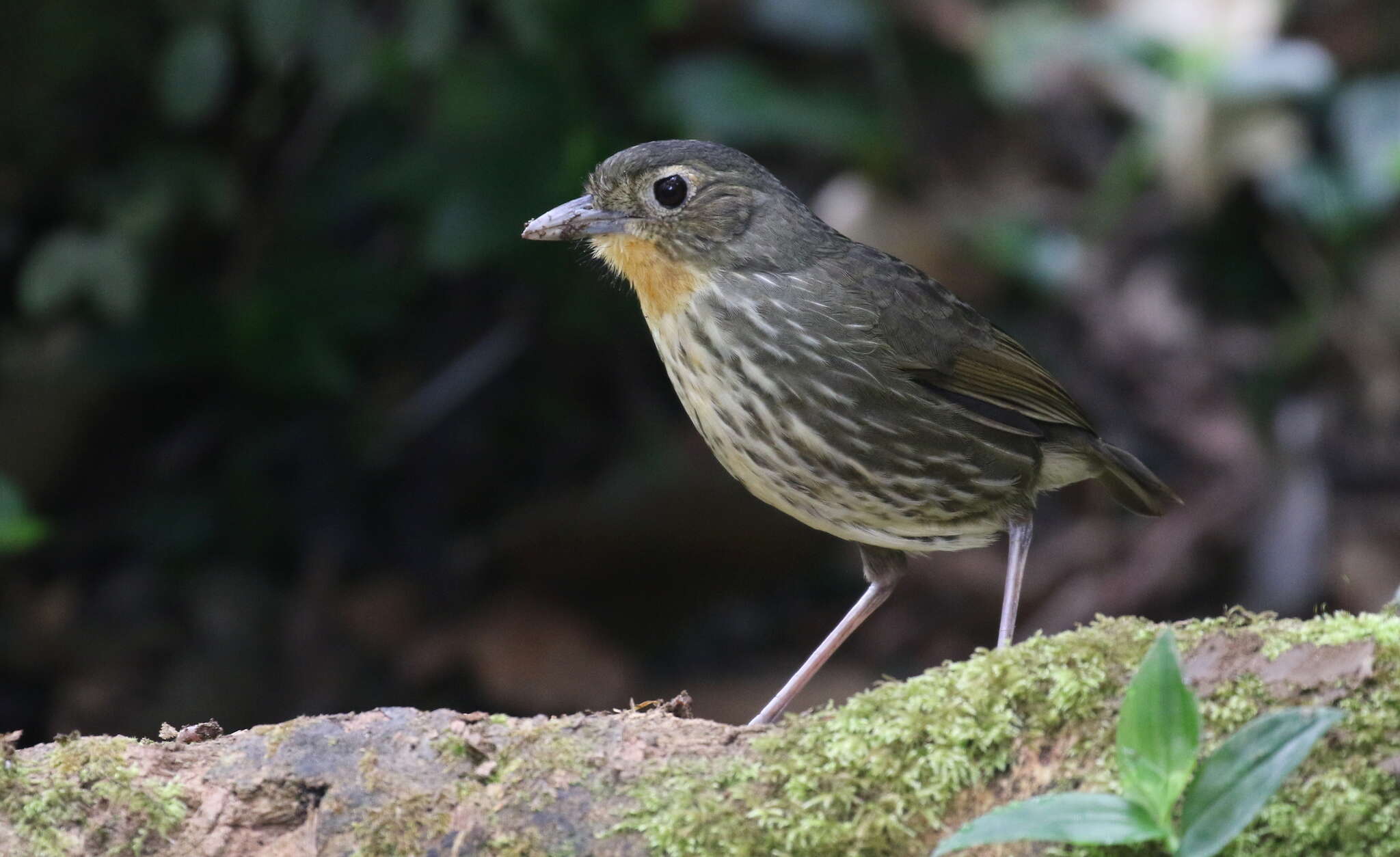 Image of Santa Marta Antpitta