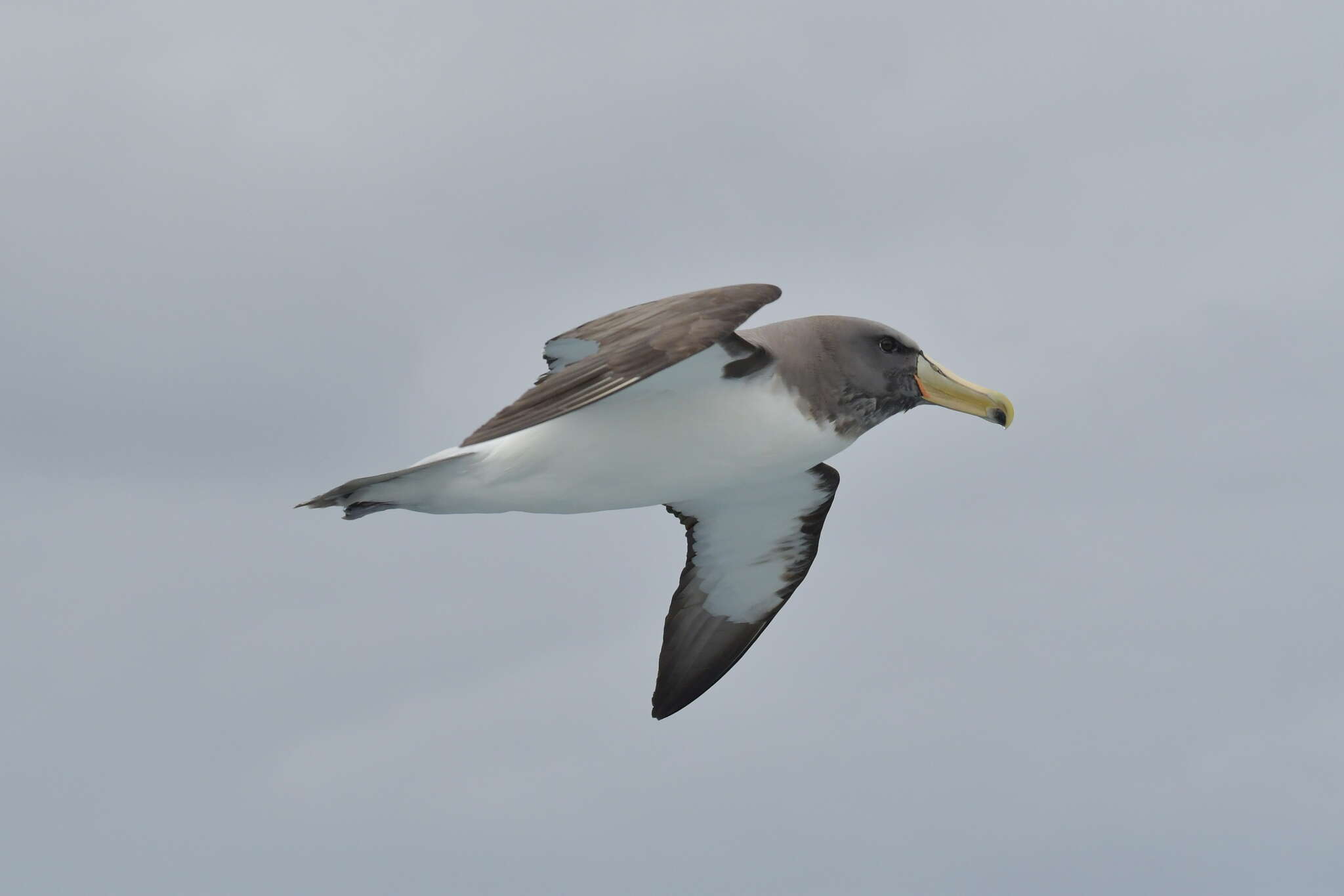 Image de Albatros des Chatham