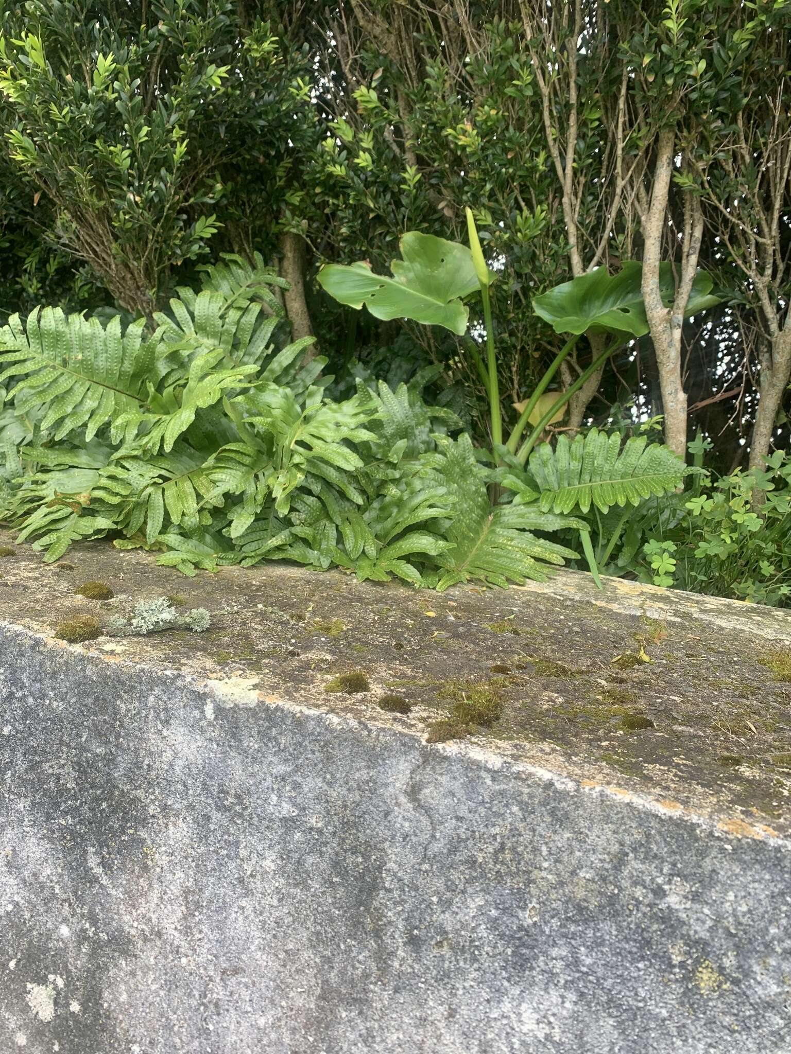 Plancia ëd Polypodium macaronesicum subsp. azoricum (Vasc.) F. J. Rumsey, Carine & Robba