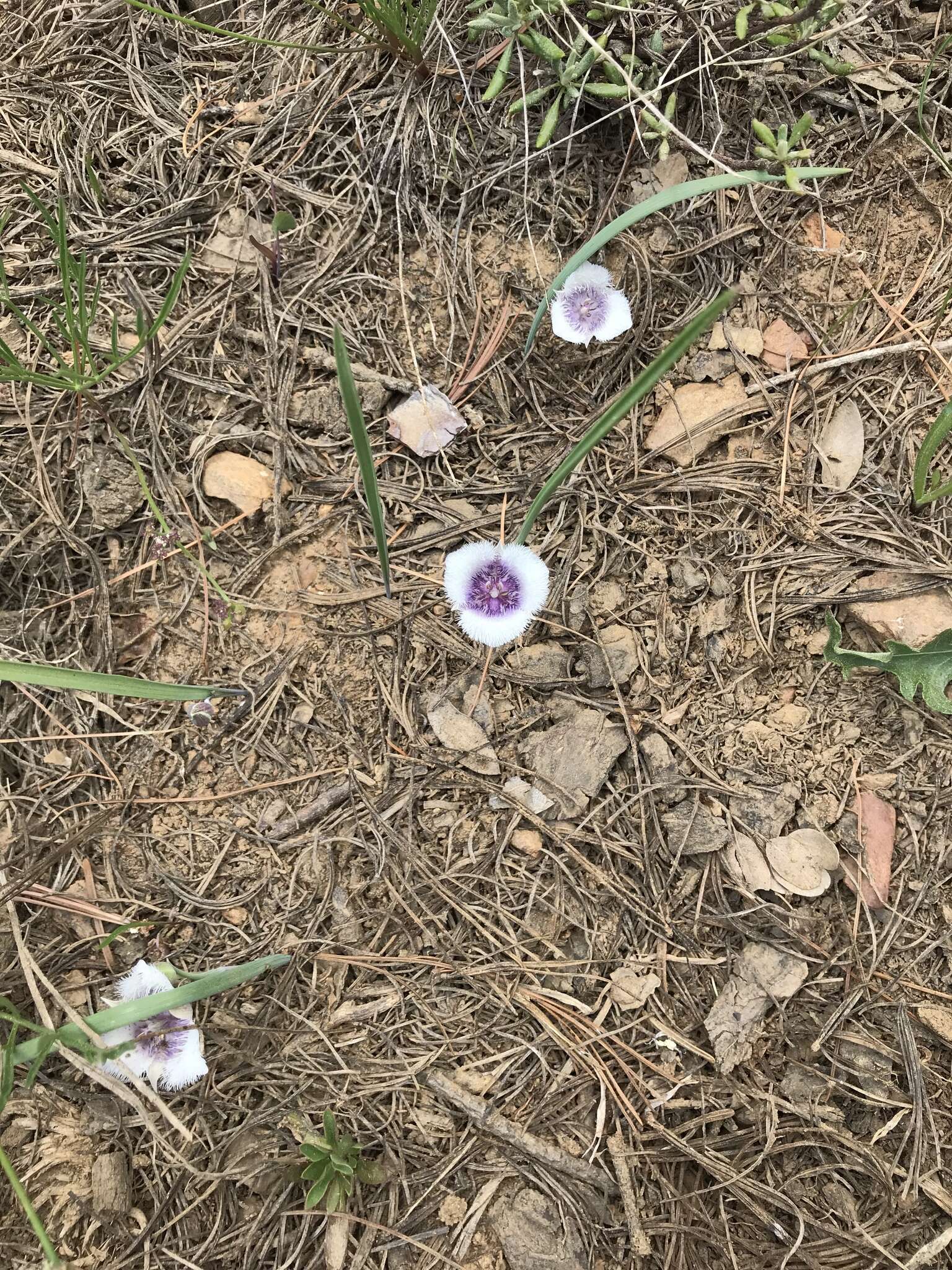 Imagem de Calochortus coeruleus (Kellogg) S. Watson