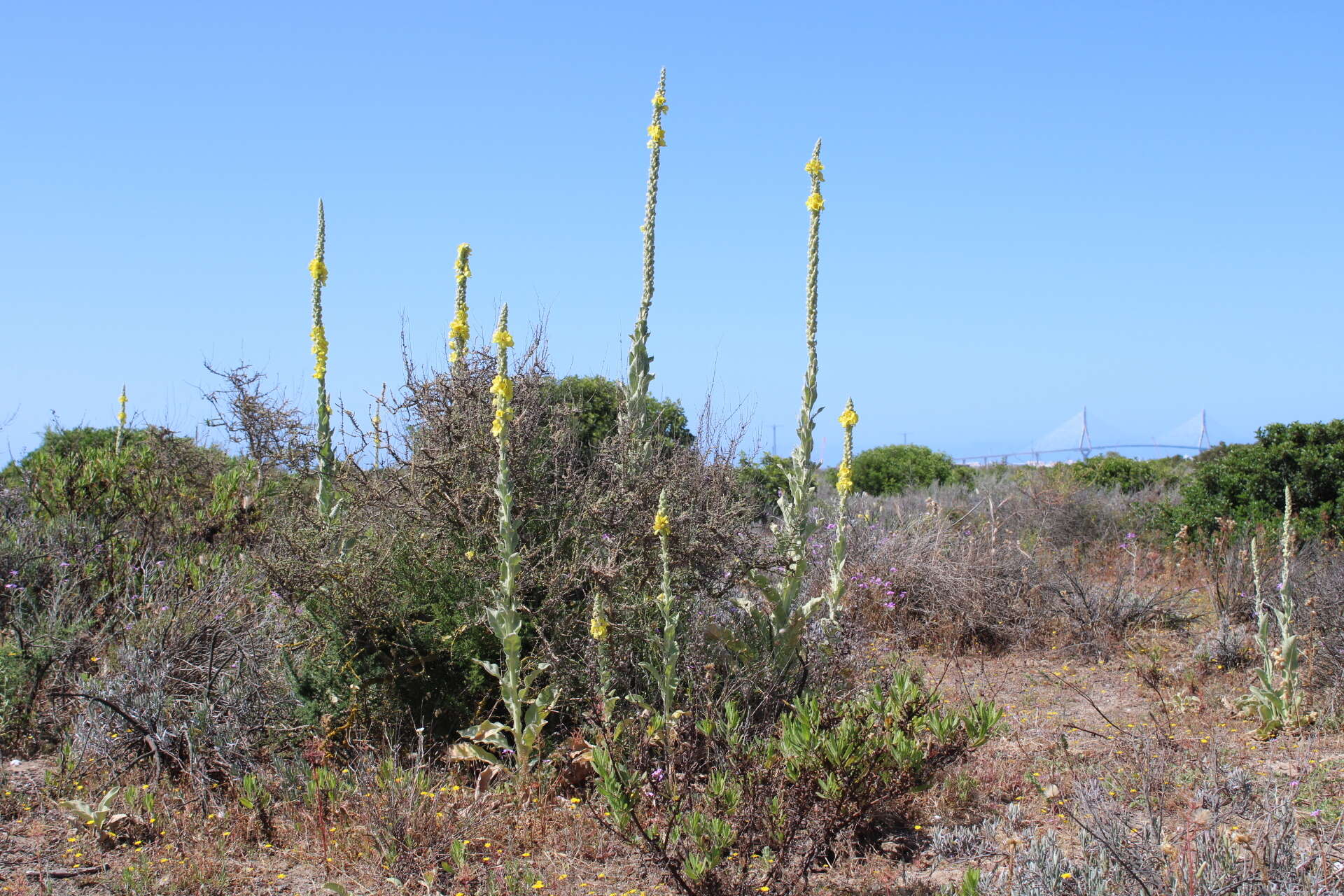 Image of Verbascum giganteum Willk.