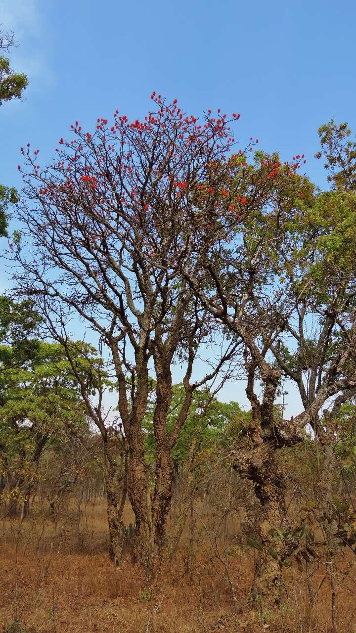 Imagem de Erythrina abyssinica DC.