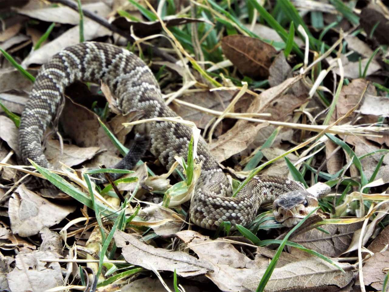 Image of Crotalus molossus nigrescens Gloyd 1936