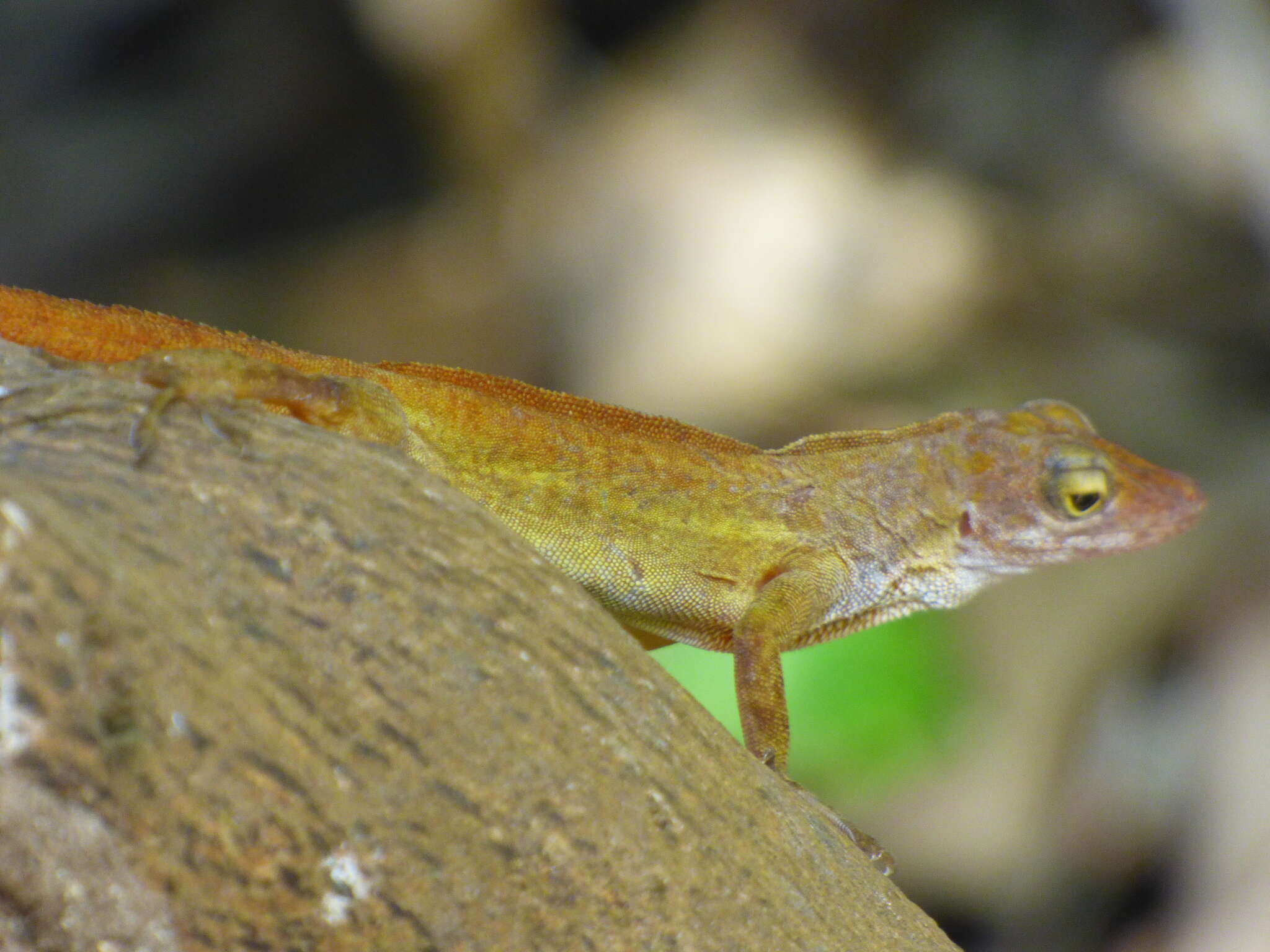 Imagem de Anolis concolor Cope 1862