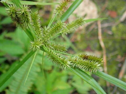 Imagem de Cyperus cyperoides (L.) Kuntze