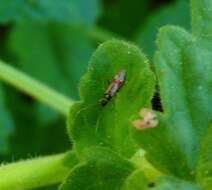 Слика од Tupiocoris californicus (Stal 1859)