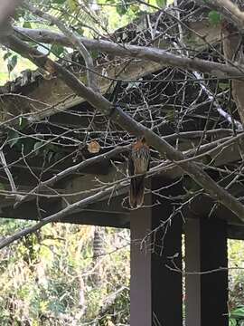 Image of Hook-billed hermit (hummingbird)