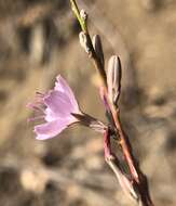 صورة Stephanomeria virgata subsp. pleurocarpa (Greene) Gottlieb