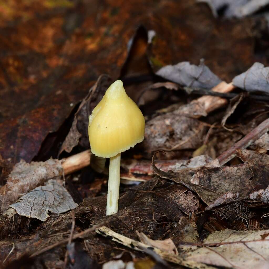 Слика од Entoloma murrayi (Berk. & M. A. Curtis) Sacc. 1899