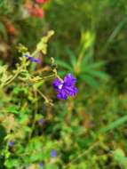 Image of Dampiera hederacea R. Br.