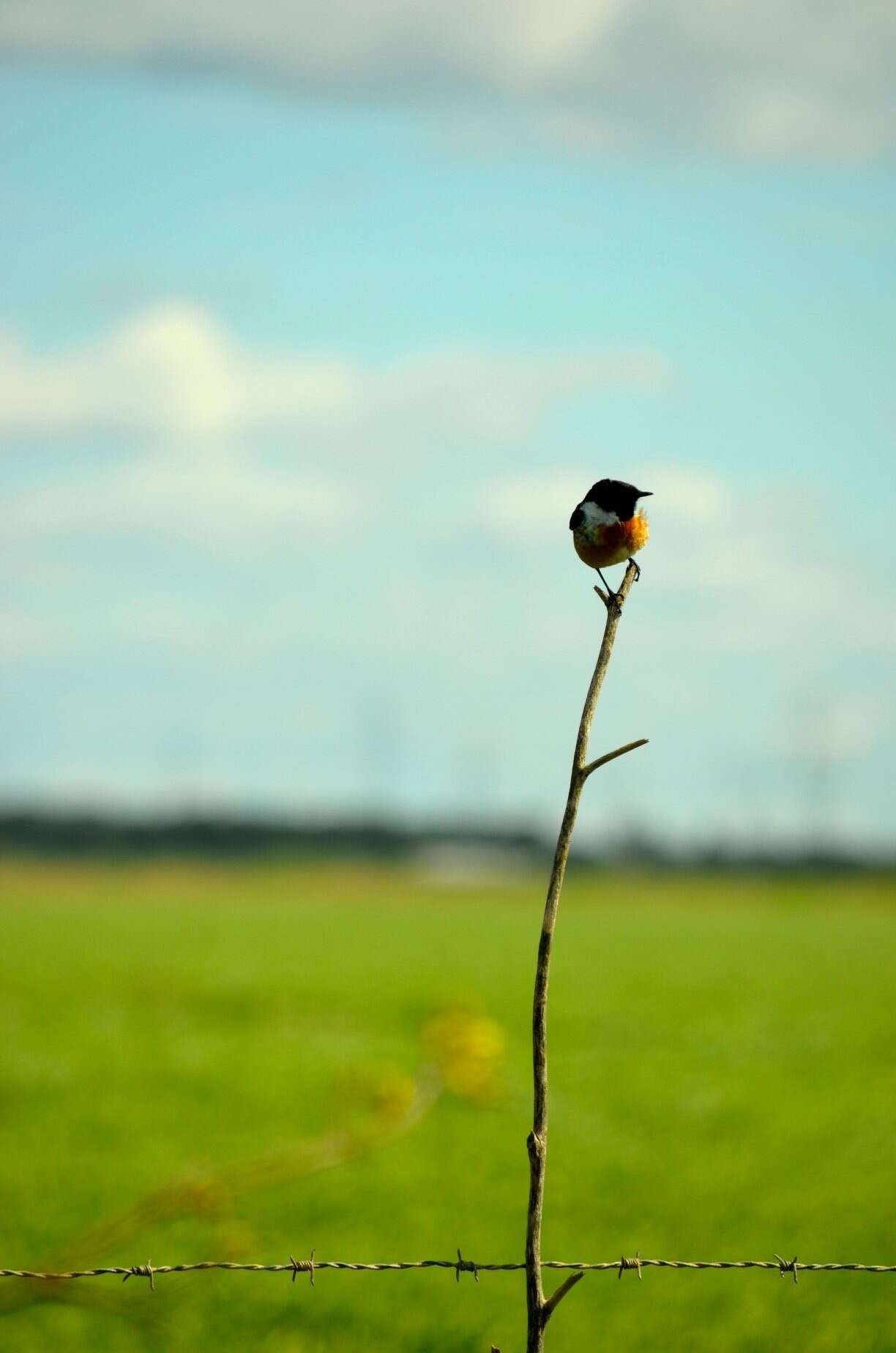 صورة Saxicola rubicola rubicola (Linnaeus 1766)