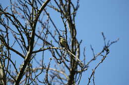 Image of Parus major newtoni Pražák 1894