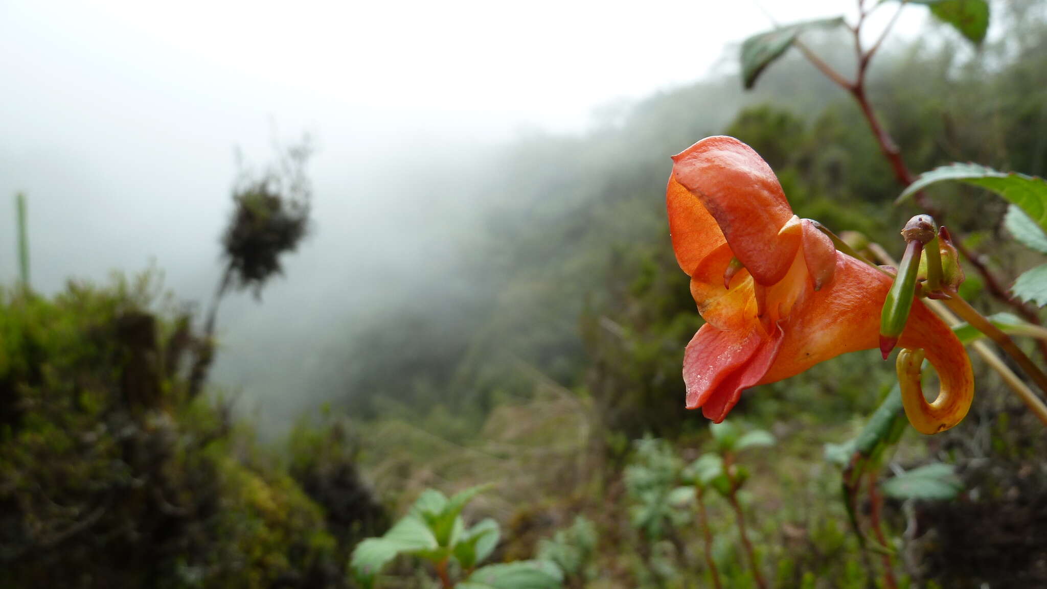 Image of Impatiens rothii Hook. fil.