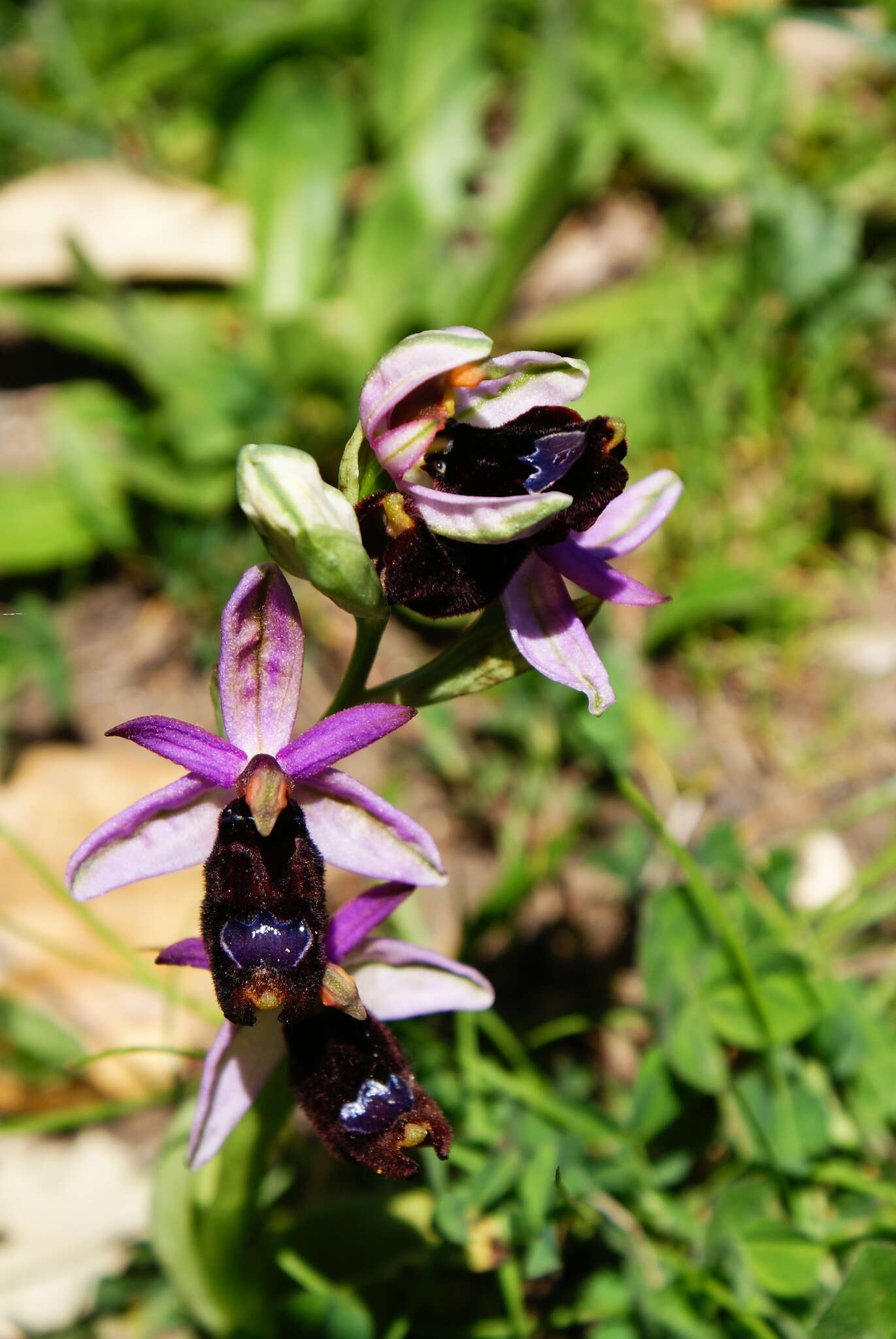 Слика од Ophrys bertolonii Moretti