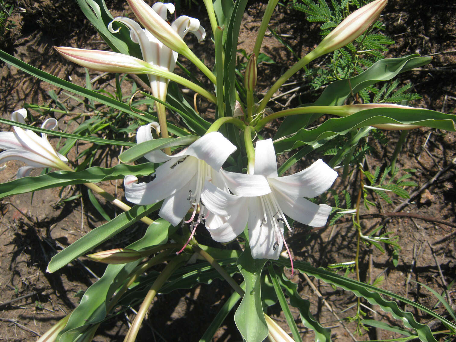 Image de Crinum lugardiae N. E. Br.