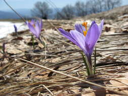 Image of Crocus neapolitanus (Ker Gawl.) Loisel.