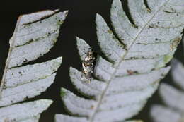 Image of Trachypepla galaxias Meyrick 1884