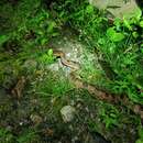 Image of Zayuan mountain pitviper