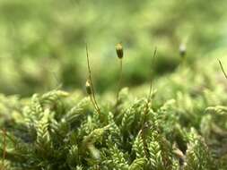 Image of pylaisiadelpha moss