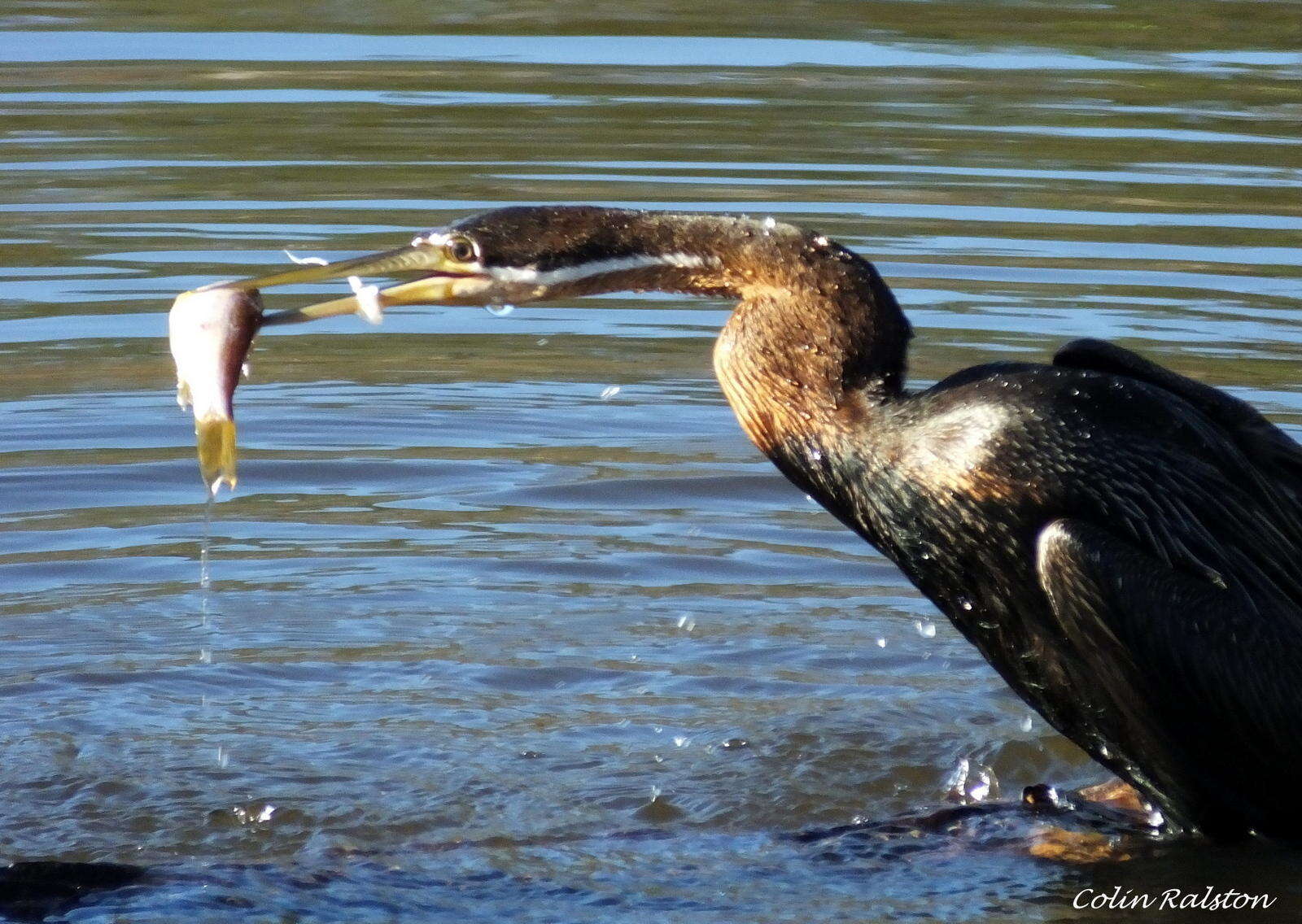 Image of Anhinga rufa rufa (Daudin 1802)