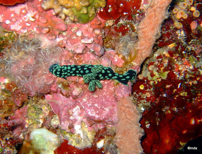 Image of Green spot black slug